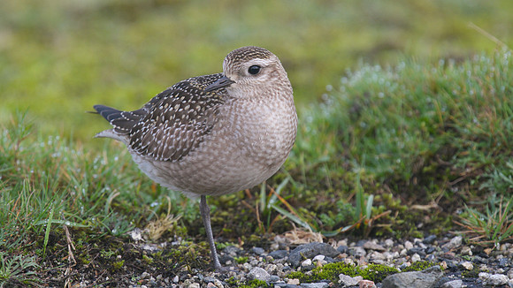 American Golden Plover, Davidstow, October 2014