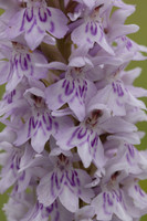 Common Spotted-orchid Orchid, Rudge Hill, June 2024
