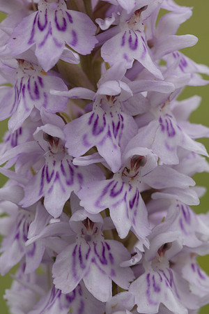 Common Spotted-orchid Orchid, Rudge Hill, June 2024