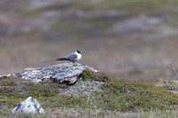 Long-tailed Skua, Áilegas fell, Finland, June 2025