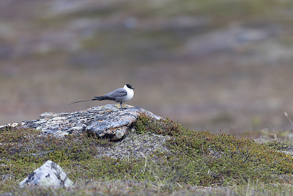 Long-tailed Skua, Áilegas fell, Finland, June 2025