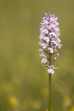 Common Spotted-orchid Orchid, Rudge Hill, June 2024