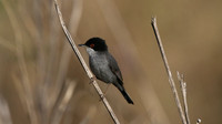 Sardinian Warbler, Anarita Park, Cyprus, April 2016