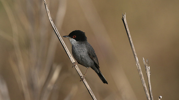 Sardinian Warbler, Anarita Park, Cyprus, April 2016