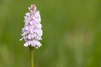 Heath Spotted-orchid, Vicarge Farm, June 2024