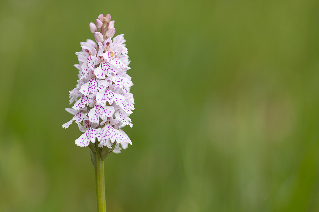 Heath Spotted-orchid, Vicarge Farm, June 2024