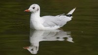 Black-headed Gull, Slimbridge, August 2014