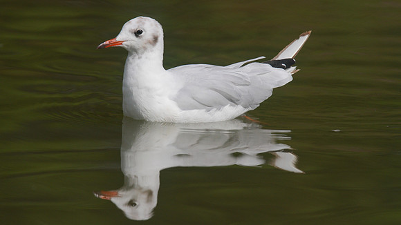 Black-headed Gull, Slimbridge, August 2014