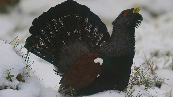 Capercaillie, Cairngorms, Feb 2015