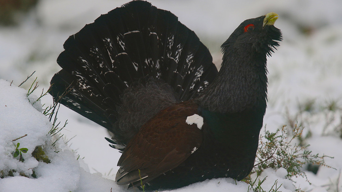 Capercaillie, Cairngorms, Feb 2015
