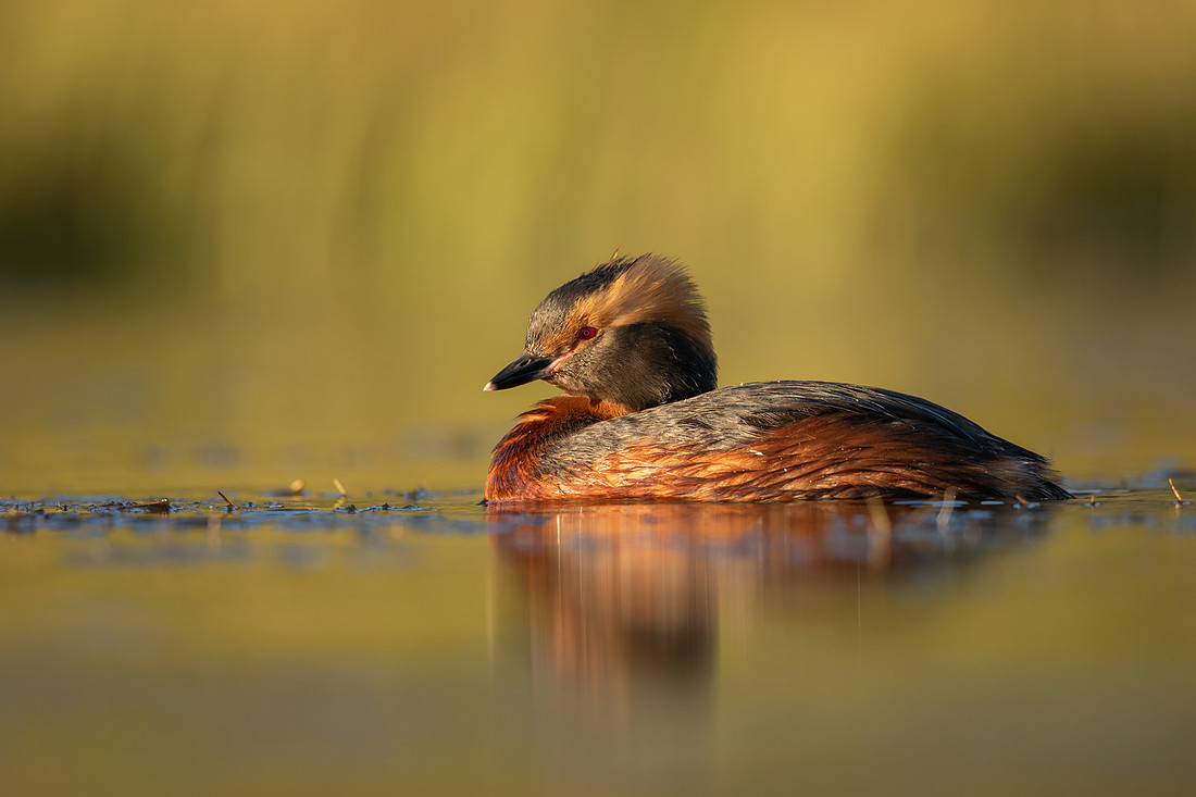 Slavonian Grebe, Iceland, May 2022