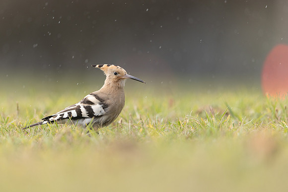 Hoopoe, Swansea, October 2024