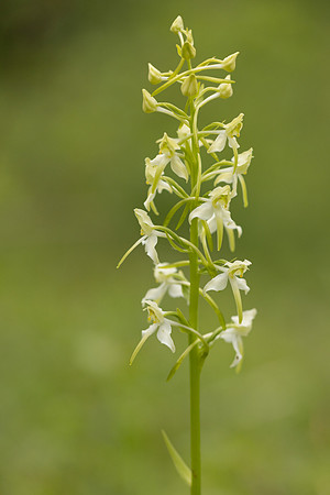 Greater Butterfly-orchid, Yockletts Bank, May 2024