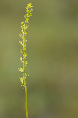 Bog Orchid, New Forest, July 2024