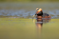Slavonian Grebe, Iceland, May 2022
