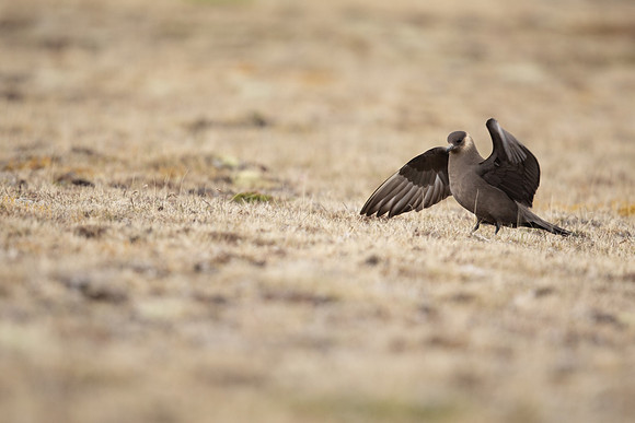 Arctic Skua,Snæfellsnes peninsula, Iceland, June 2022