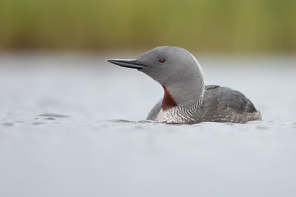 Red-throated Diver, Floi, Iceland, June 2022
