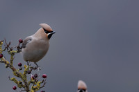 Waxwing, Rodbrough Common, January 2024