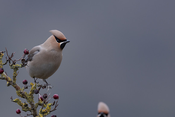 Waxwing, Rodbrough Common, January 2024