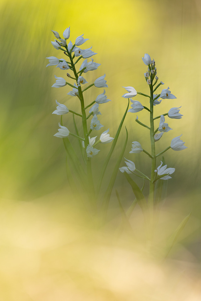 Sword-leaved Helleborine, Rodbrough Common, May 2024