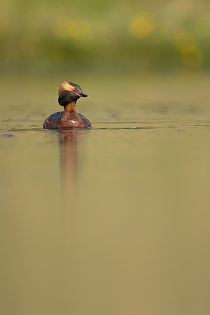 Slavonian Grebe, Iceland, May 2022