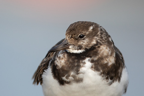 Turnstone, Lyme Regis, March 2022