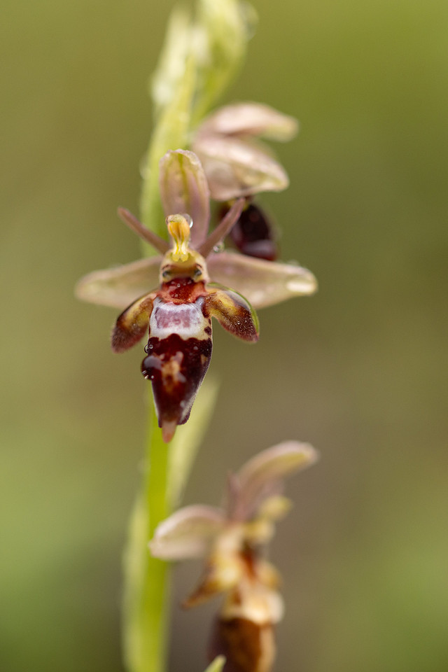 Woodcock x Fly Orchid, Dorset, May 2024.