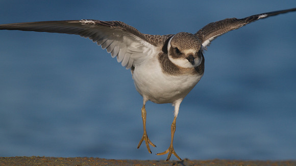 Ringed Plover, Cheddar Reservoir, September 2014