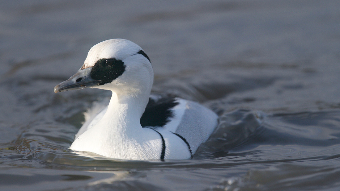 Smew (Male) Slimbridge, December 2014.