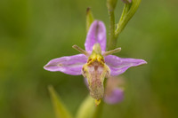 Mutant Wasp Orchid, Rodbrough Common, June 2024
