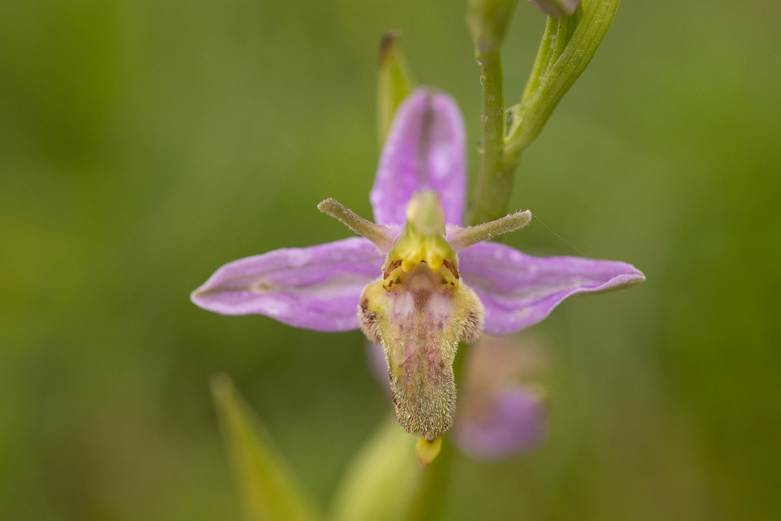 Mutant Wasp Orchid, Rodbrough Common, June 2024