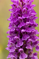 Souhern Marsh-orchid, Kenfig, June 2024