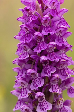 Souhern Marsh-orchid, Kenfig, June 2024