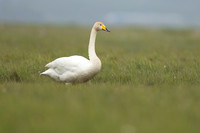 Whooper Swan, Floi, Iceland, June 2022.