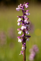 Green-winged Orchid, Melrose Farm, May 2024