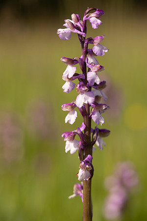 Green-winged Orchid, Melrose Farm, May 2024