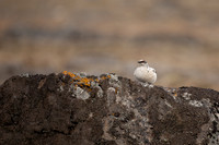 Ptarmigan, Raufarhofn, Iceland, June 2022.