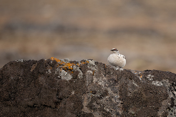 Ptarmigan, Raufarhofn, Iceland, June 2022.