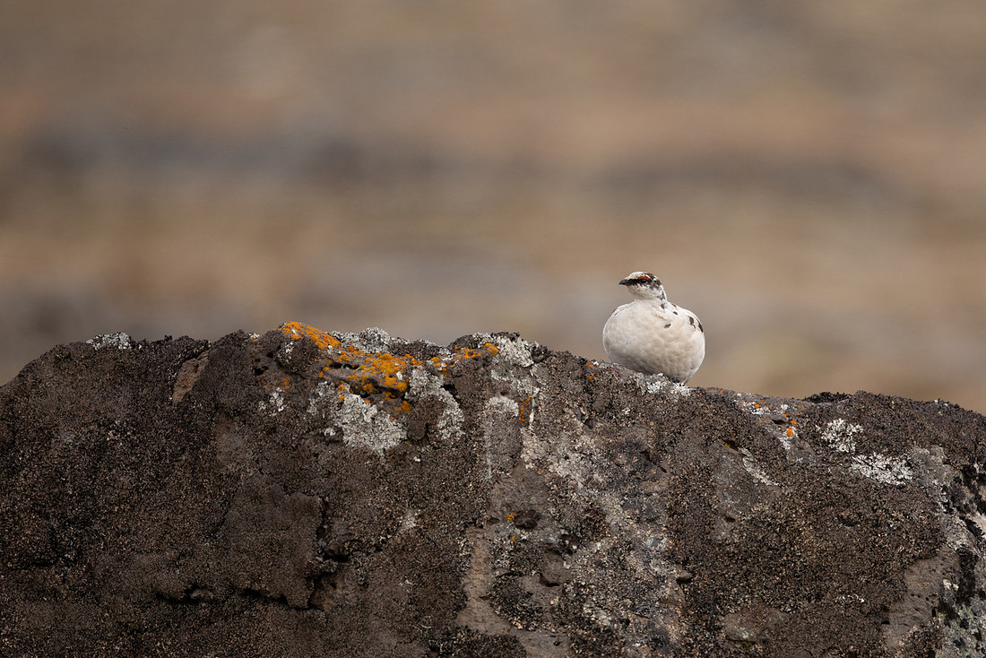 Ptarmigan, Raufarhofn, Iceland, June 2022.