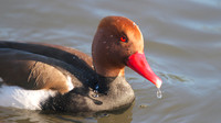Red-Crested Pochard (male), January 2015