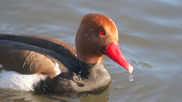 Red-Crested Pochard (male), January 2015
