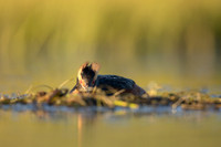 Slavonian Grebe, Iceland, May 2022