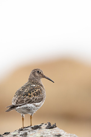 Purple Sandpiper, Raufarhofn, June 2022