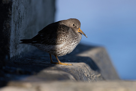 Purple Sandpiper, Portishead, January 2022
