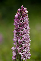 Lady x Monkey Orchid, Hartslock, June 2025