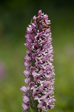 Lady x Monkey Orchid, Hartslock, June 2025