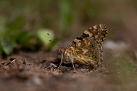 Painted Lady, Oldbury Power Station August 2019