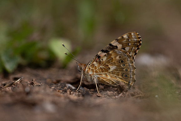 Painted Lady, Oldbury Power Station August 2019