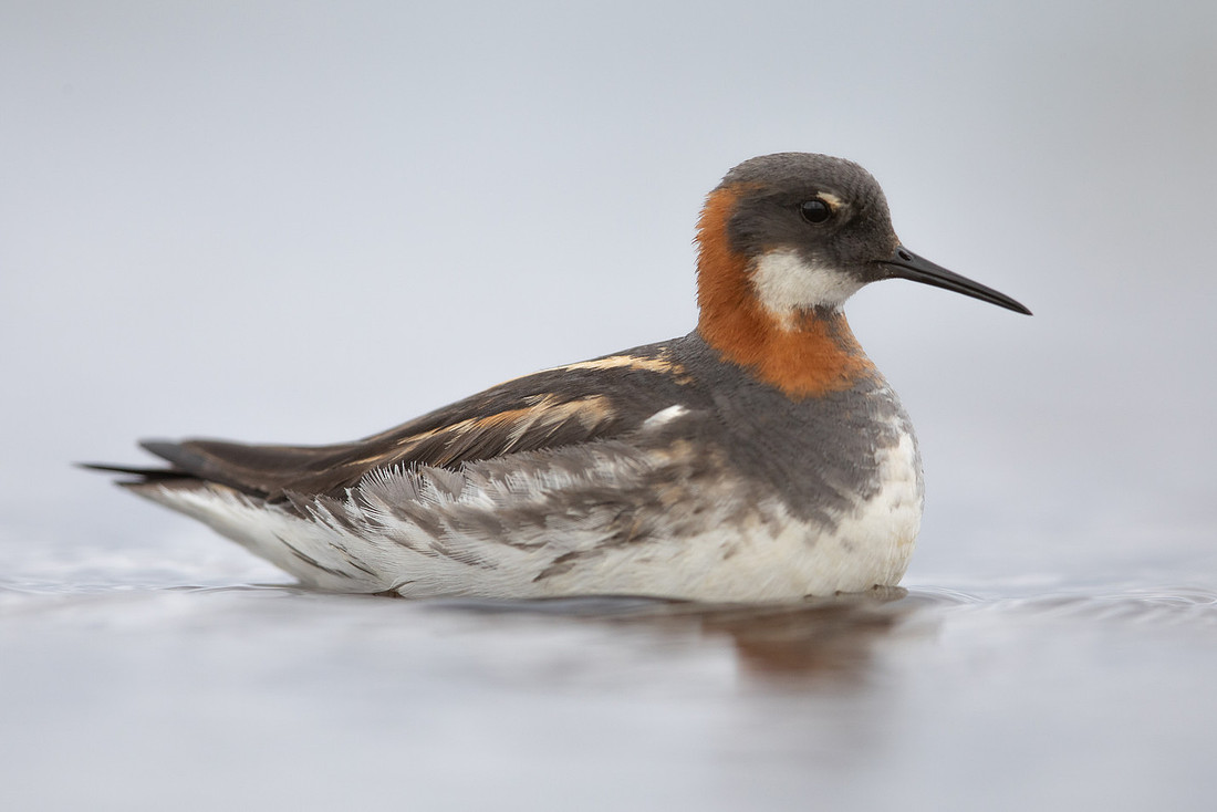 Red-necked Phalarope, Floi, Iceland, June 2022