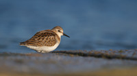Little Stint, Cheddar Reservoir, September 2014